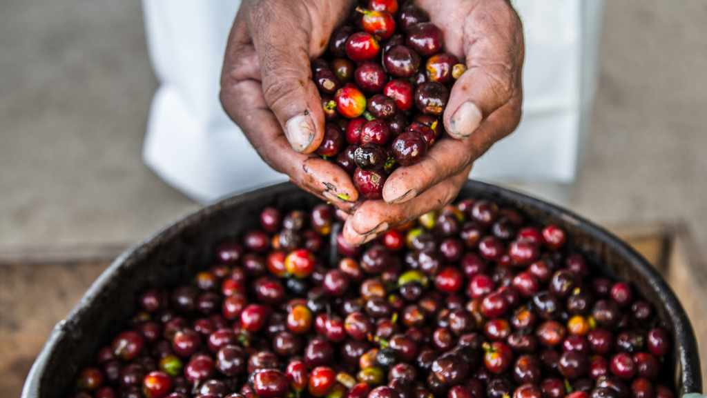 ¿Qué significa "café de altura"?